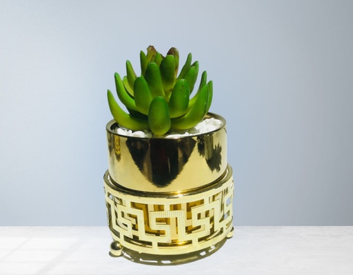 [Hom-ova-05582] Bonsai